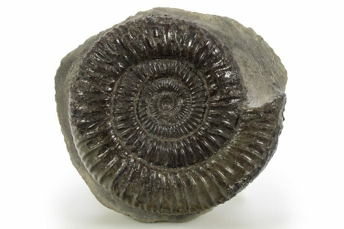 Jurassic Ammonite (Dactylioceras) Fossil - England #316397